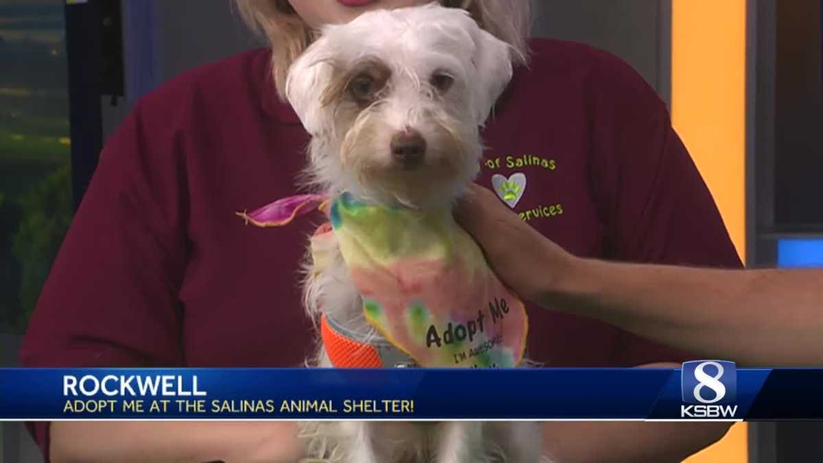 KSBW Pet of the Week Rockwell!