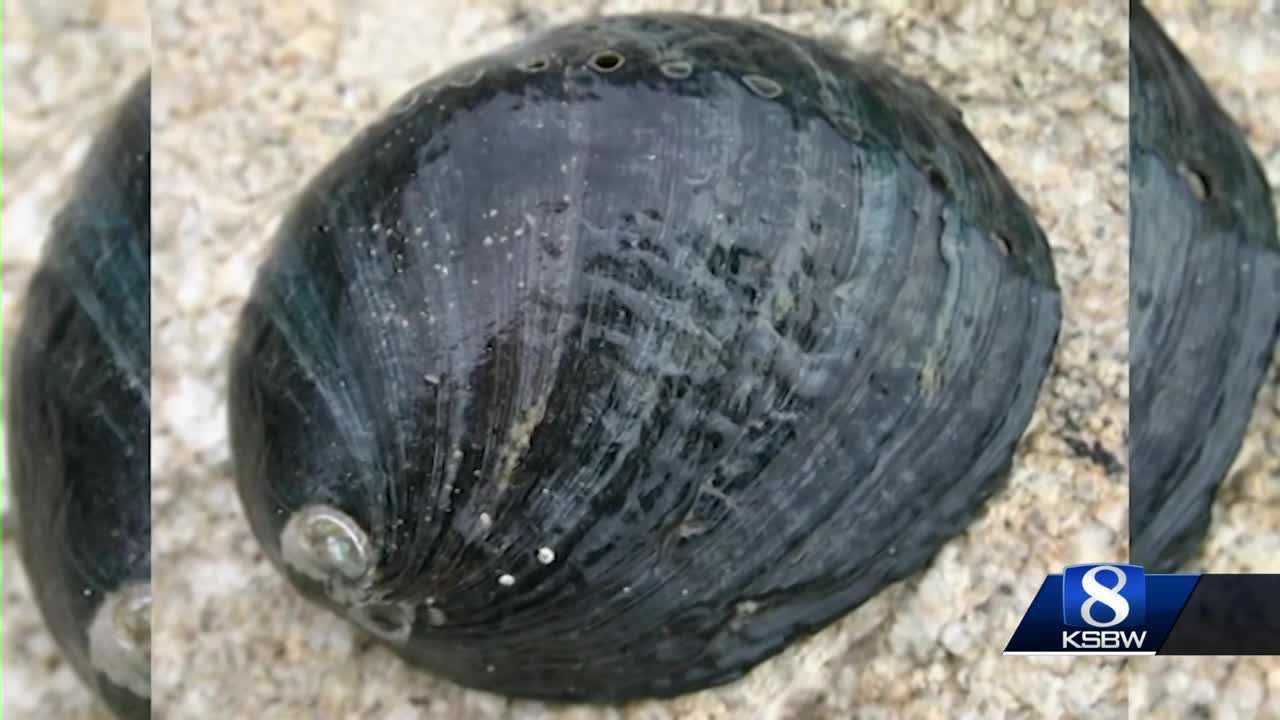Highway 1 slip-out impacting a federally endangered species - Vimarsana News