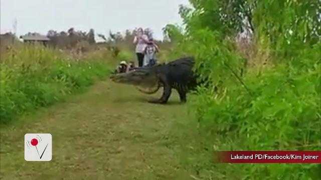 The Big Scary Gator Caught on Camera is Now at Risk, Officals Warn