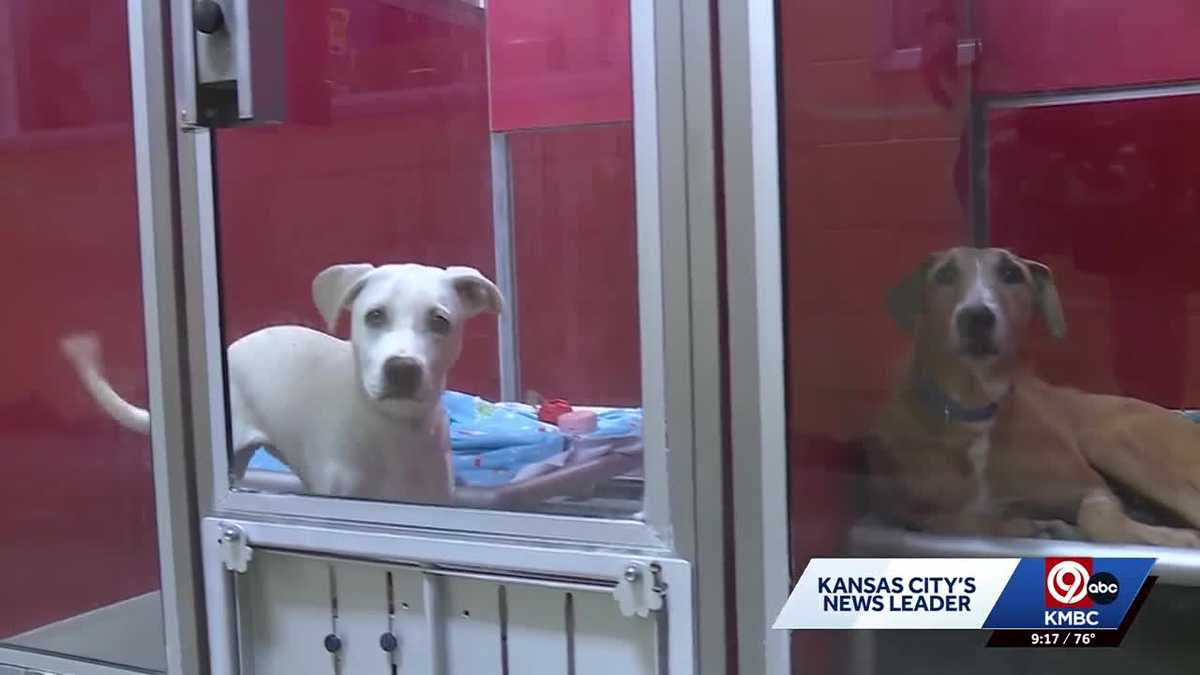 Wayside Waifs scavenger hunt helps Kansas City kids learn animal care and behavior