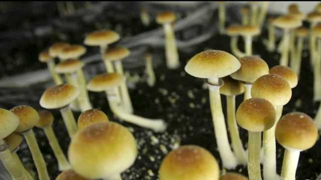 State to study 'magic mushrooms' for medical use