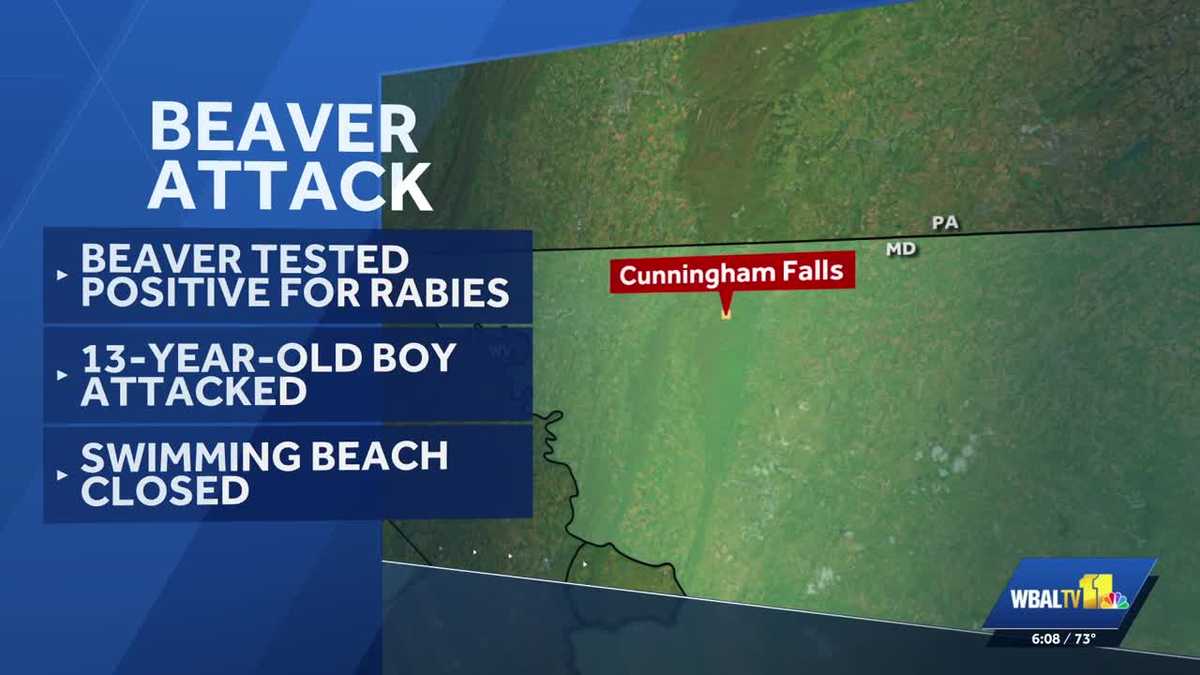 Beaver that bit boy at Cunningham Falls State Park test positive for rabies - WBAL-TV
