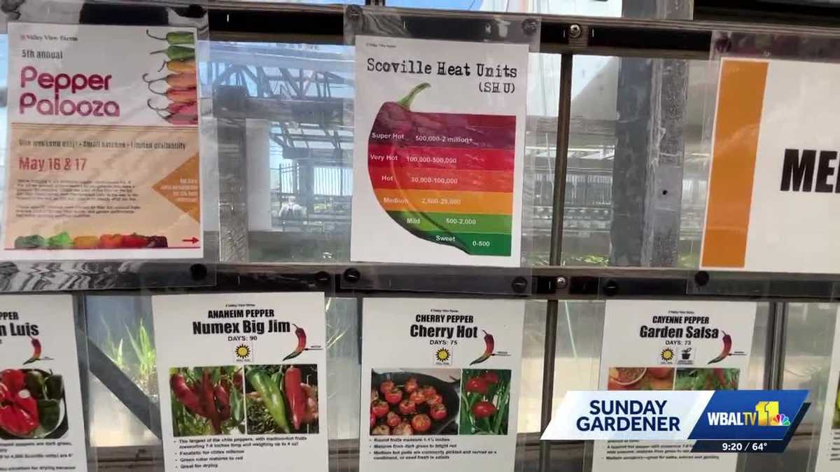 Valley View Farms: Tips to grow hot peppers at home on Sunday Gardener