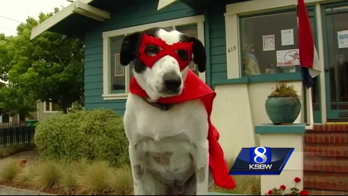 Bixby the dog, owner back on the Central Coast