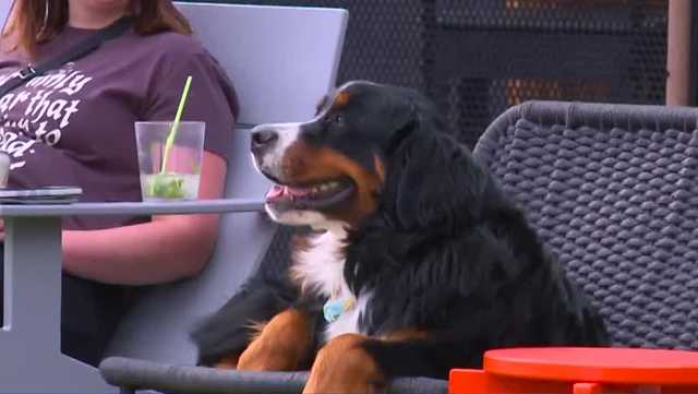 Paws & Pints holds furry fiesta for Cinco De Mayo celebration - Vimarsana News