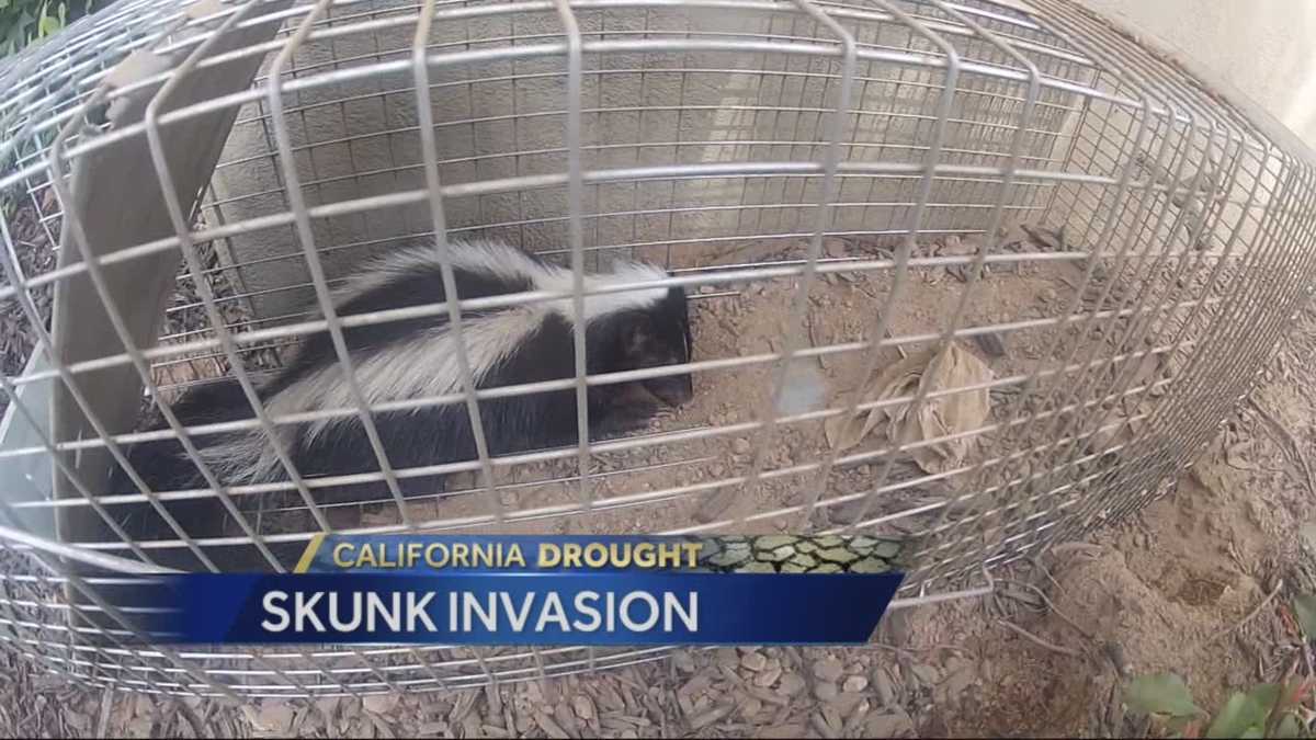 More skunk sightings during day linked to drought