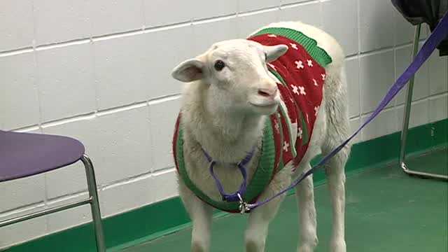 Sheep christmas outlet sweater