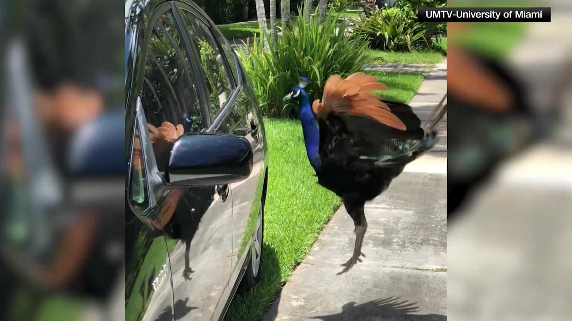 Peacock vasectomies? Florida town finds way to solve invasive population - Vimarsana News