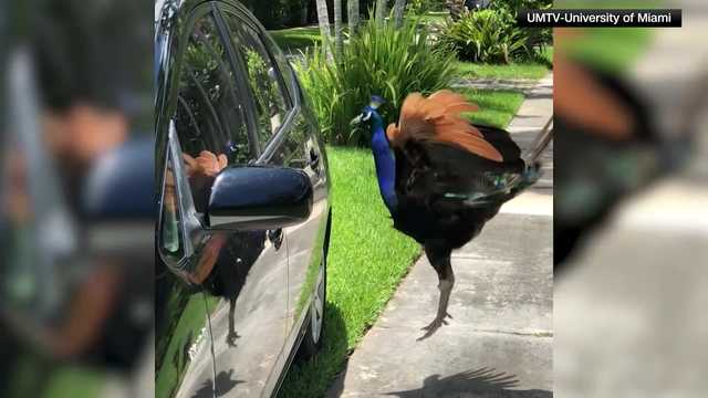 Peacock vasectomies? Florida town finds way to solve invasive population - Vimarsana News