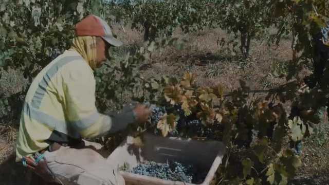 Apple Hill farmers weather the ups and downs of a changing climate - Vimarsana News