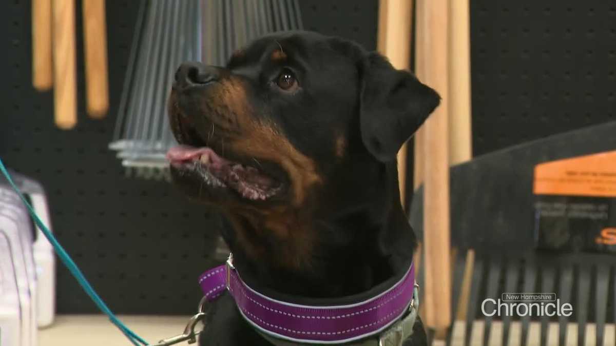 Meet some of New Hampshire's four-legged helpers