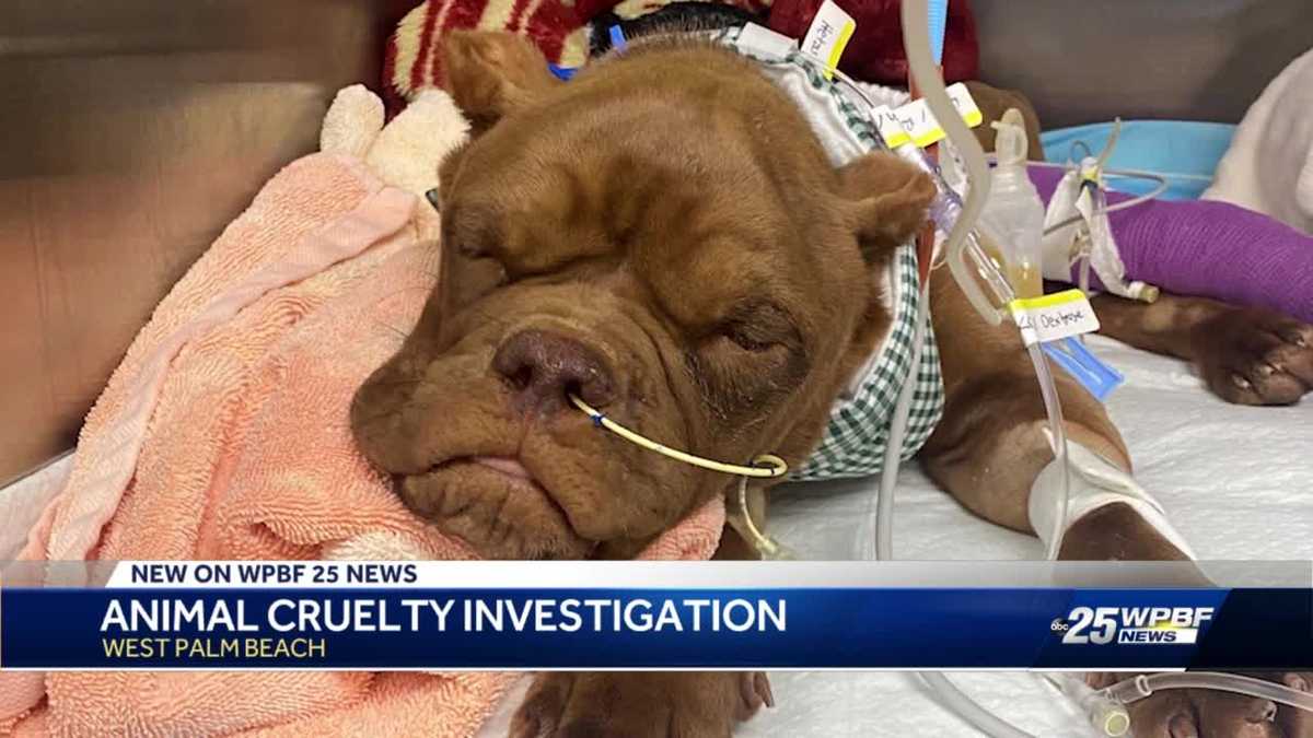 West Palm Beach Man charged with animal cruelty