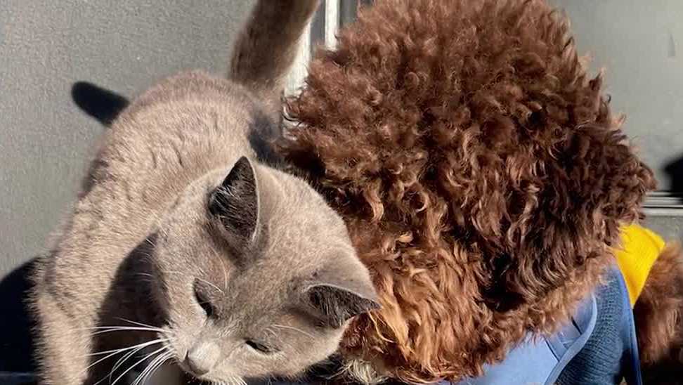 Consumer reports best rated pet insurance for your best friend