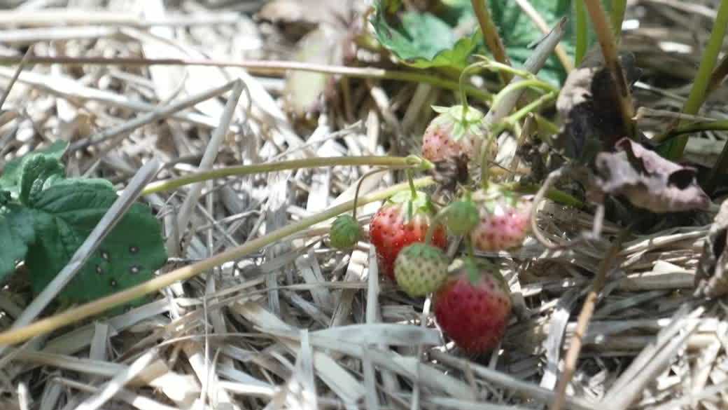 Strawberry season at New Hampshire farm cut short by excess rain, despite drought conditions