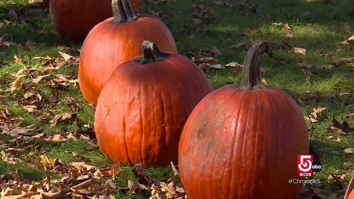 Planting family roots with Pecorino and Houlden Farm in Grafton