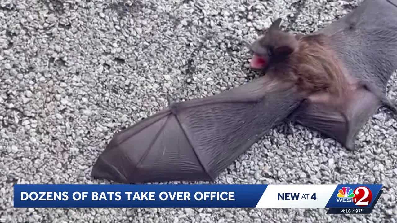 Therapist discovers over 50 bats in her office. She wasn't allowed to remove them. Here's why