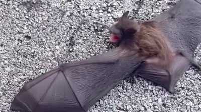 Florida therapist discovers over 50 bats in her office. Here's why she wasn't allowed to remove them wjcl
