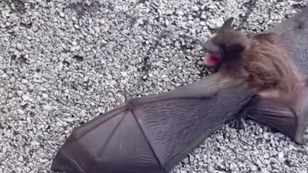 Seminole County therapist discovers over 50 bats in her office