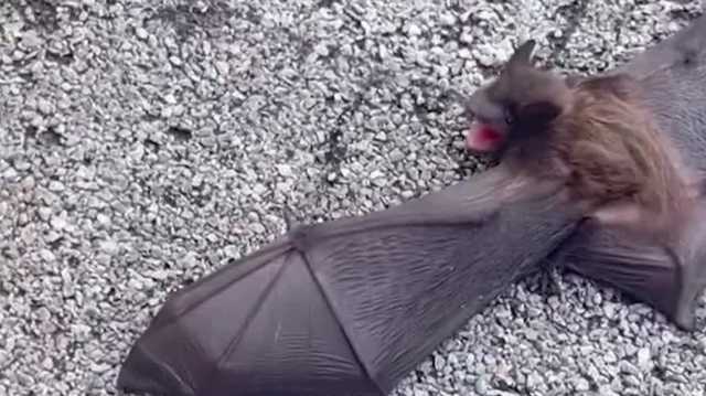 Florida therapist discovers over 50 bats in her office