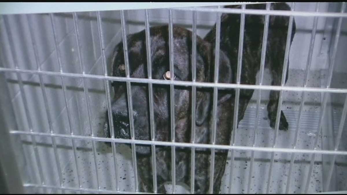 New proposal by councilman to punish dog owners in event of attack