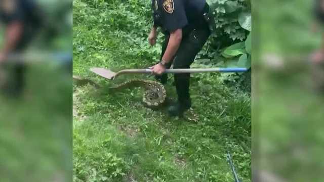 shows police officer capture large python in Louisiana yard