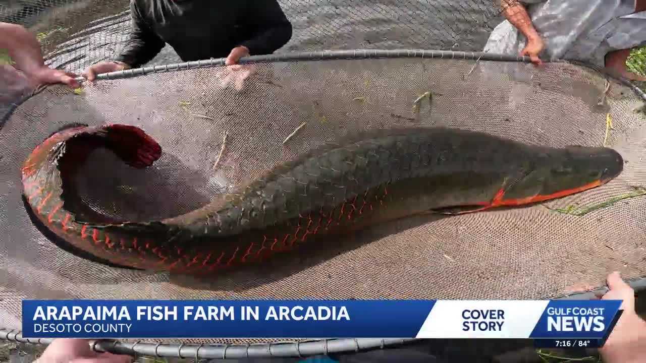 The chance to catch an arapaima in Florida