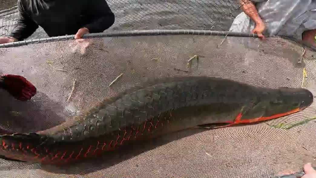 The chance to catch an arapaima in Florida