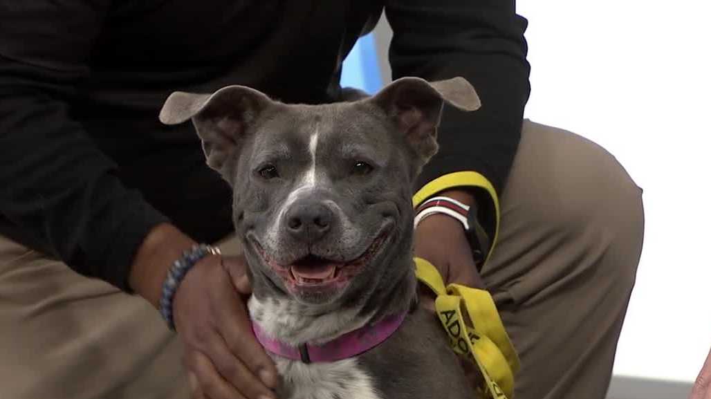 WESH 2 the Rescue: Margot from Seminole County Animal Services needs a home