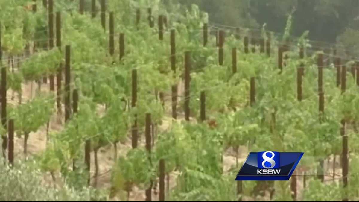 Monterey County wine harvest proving resilient