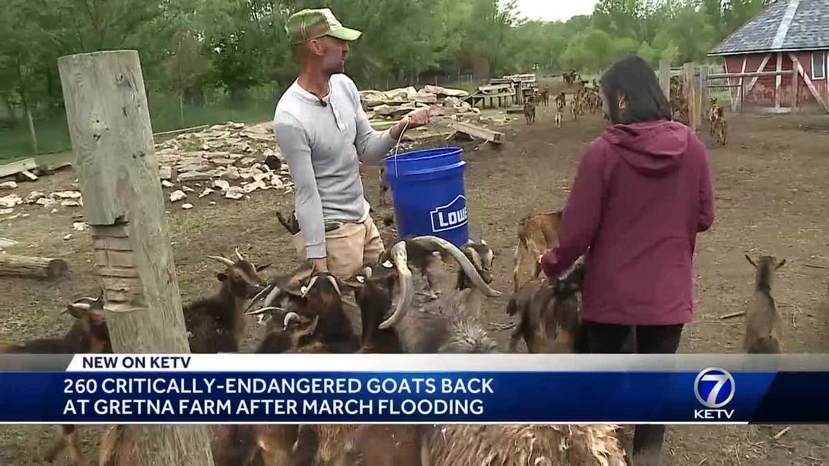 260 criticallyendangered goats back at Gretna farm after March flooding