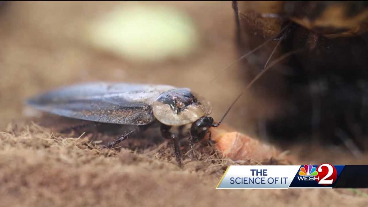 The Science of It: Death's Head Cockroach