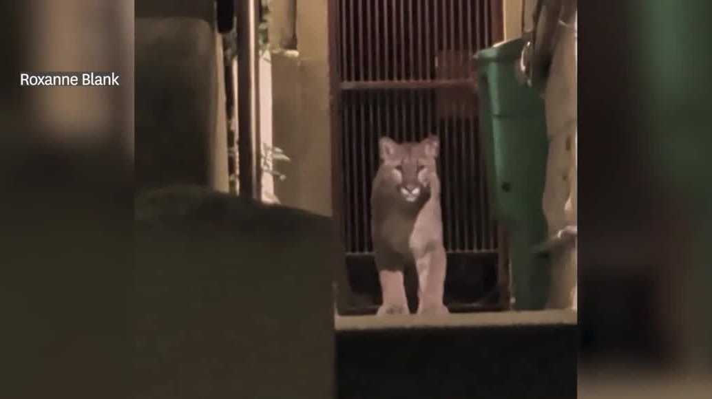 Mountain lion roams posh San Francisco neighborhood before capture
