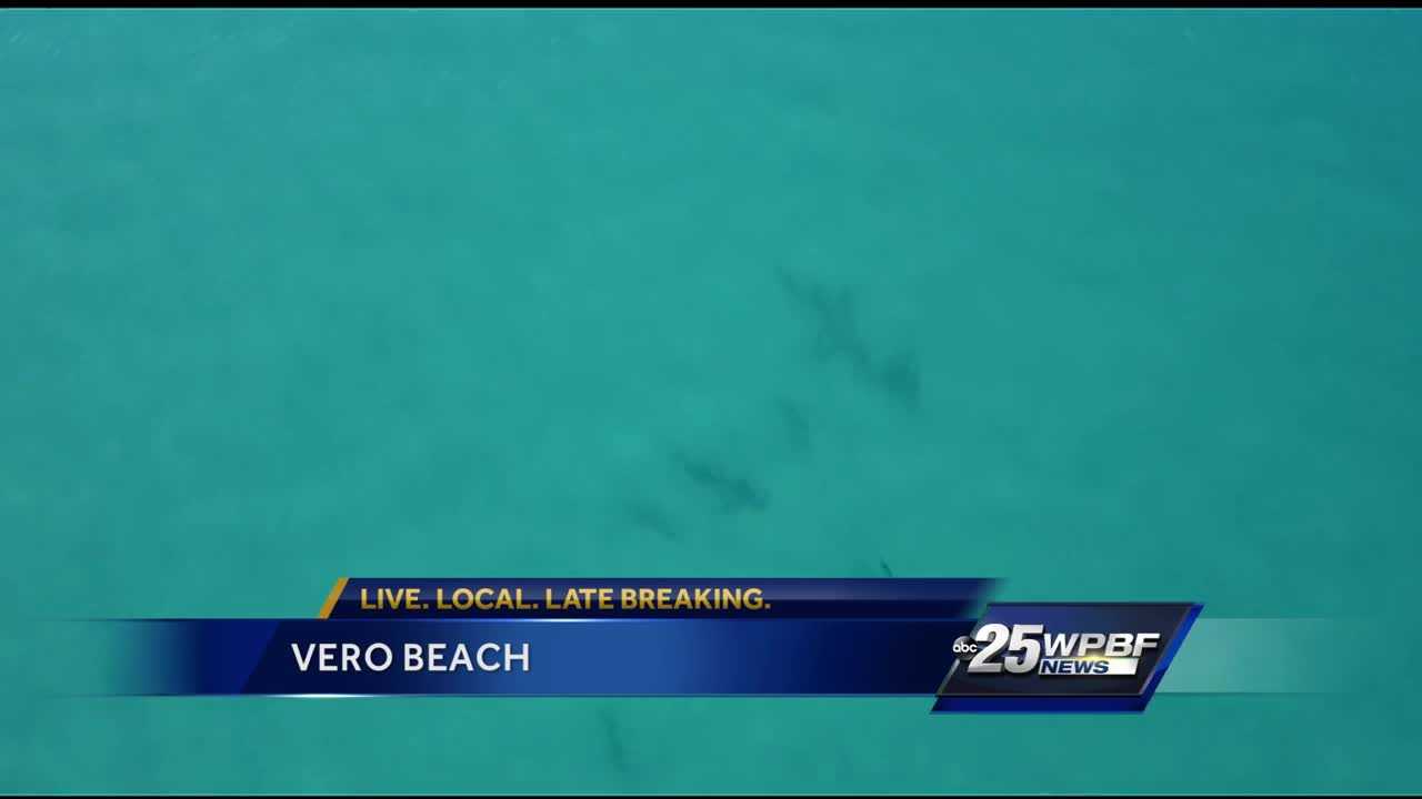 Drone Captures Sharks Swimming Close To Surfers