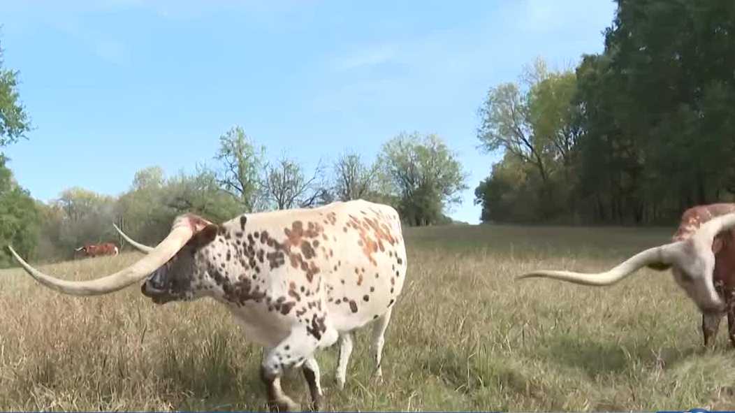Rising costs, dry weather challenge Arkansas cattle farm - KHBS