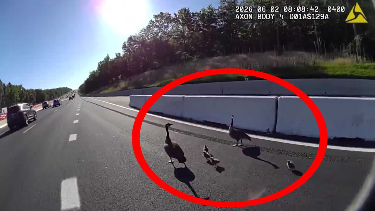 Officer, good Samaritans help guide geese off interstate
