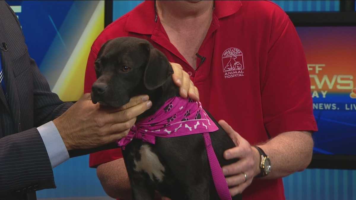 Meet China, the WYFF News 4 Pet of the Week