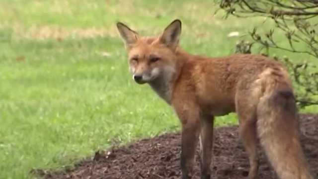 Capitol Hill fox tests positive for rabies after biting Rep. Ami Bera, NBC News says - Vimarsana News
