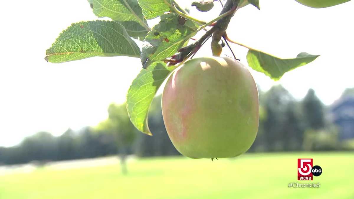 Johnny Appleseed Festival Celebrates Folklore and Community