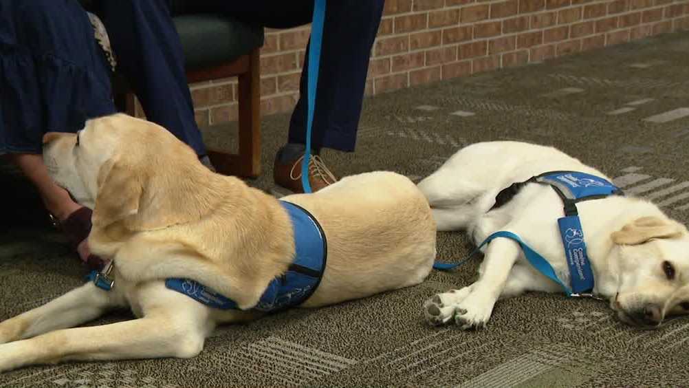 Service dogs lend a helping paw to victims as they testify