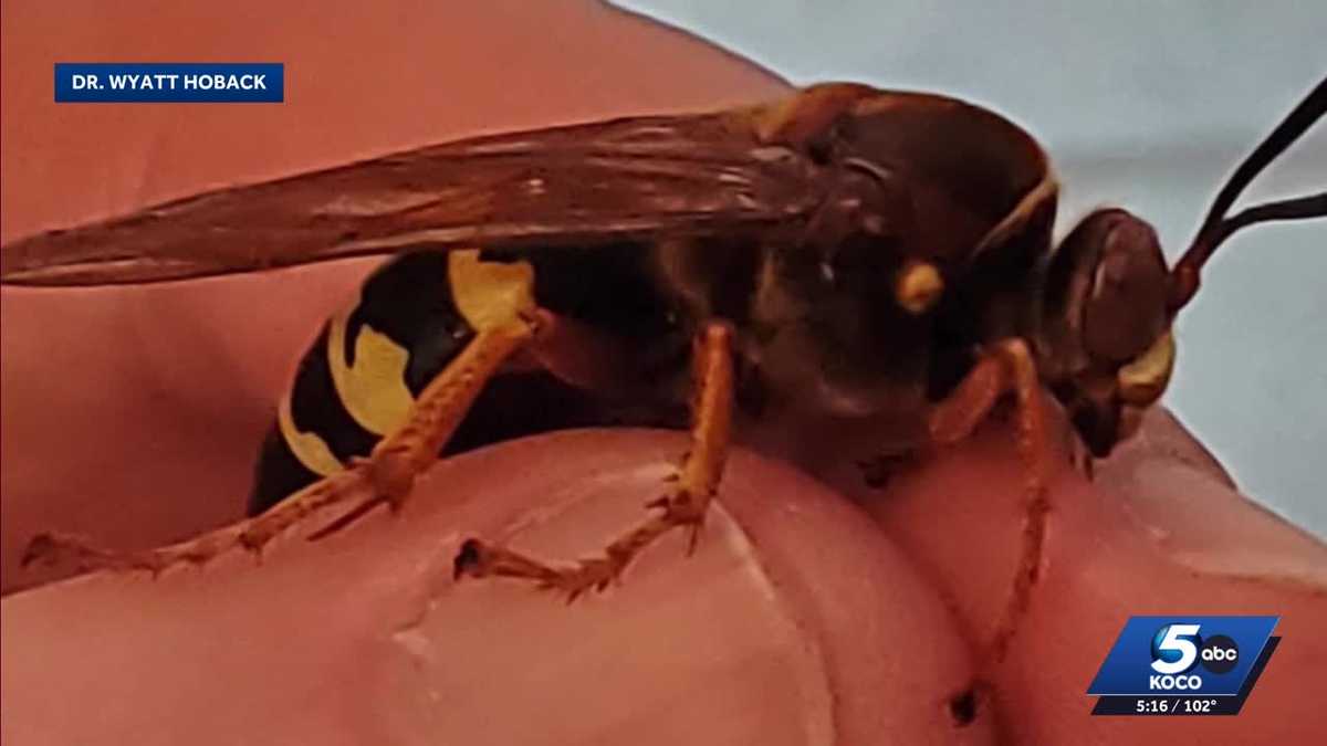 Cicada killer wasps emerge early in Oklahoma as warm weather boosts numbers