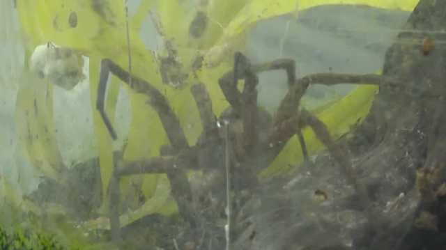 University of Nebraska Lincoln studies fear of spiders