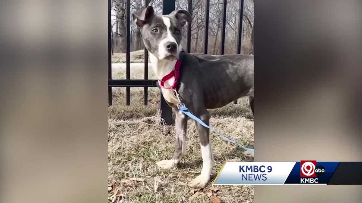 KC Pet Project and animal control save dog from the brink of death