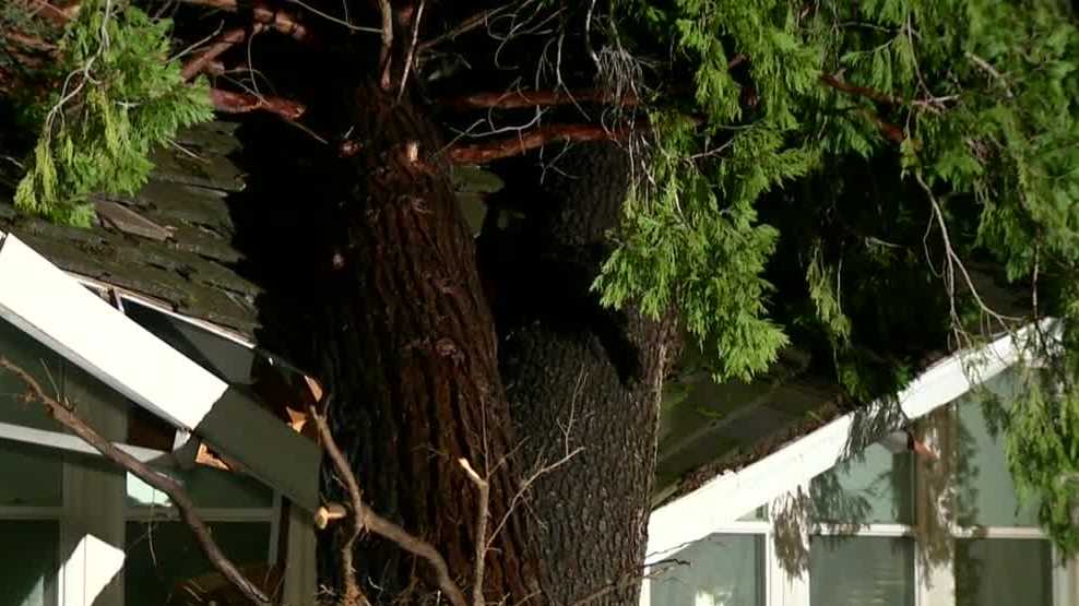 Fair Oaks family helps neighbors after trees fall on house