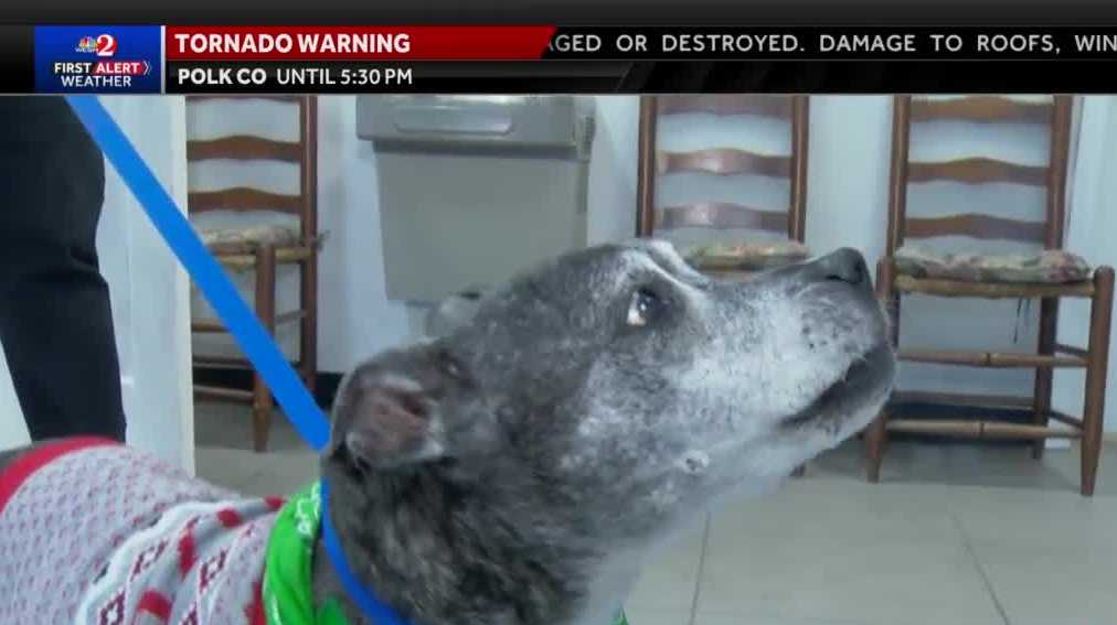 Silver Paws program covers cost of pet adoption for seniors