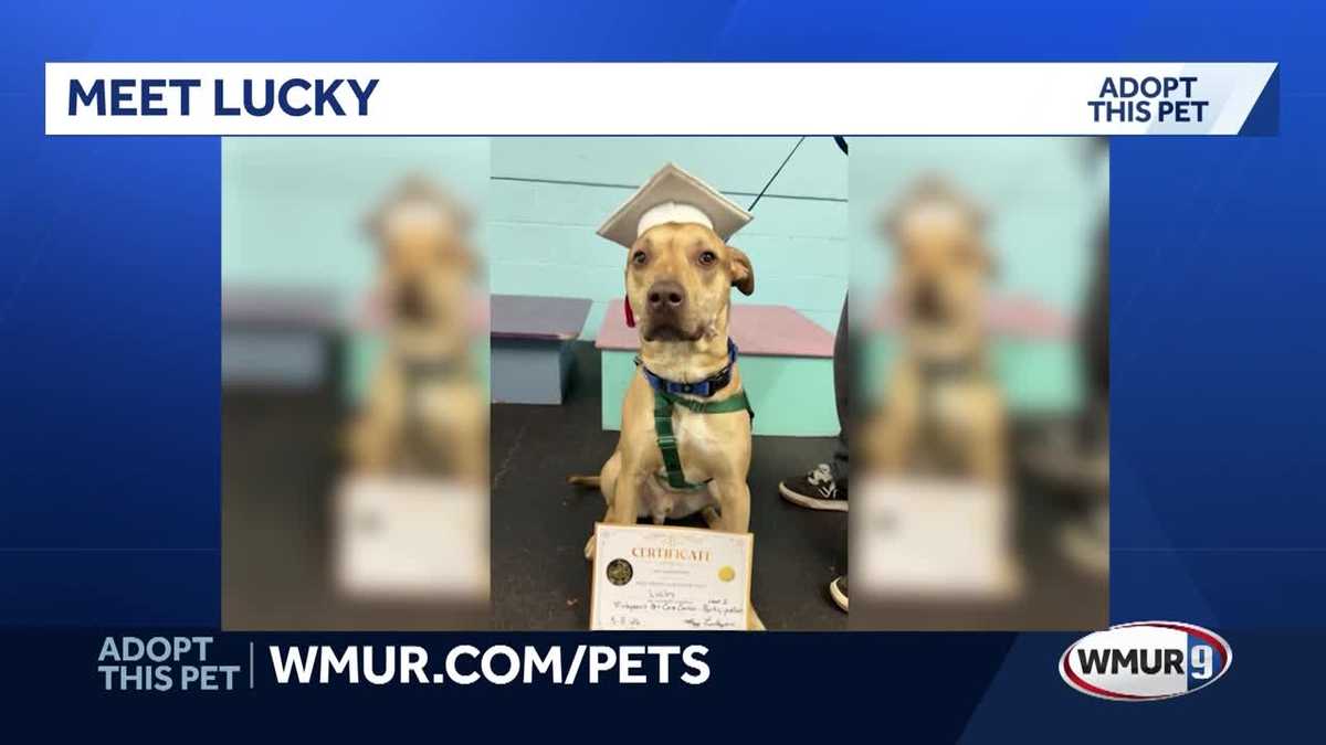 Lucky, a shy 2-year-old lab mix, searches for a quiet, loving home