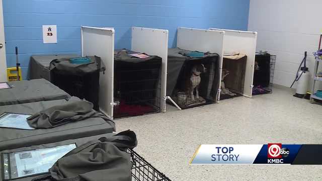 KC Pet Project facing intense overload of animals - Vimarsana News