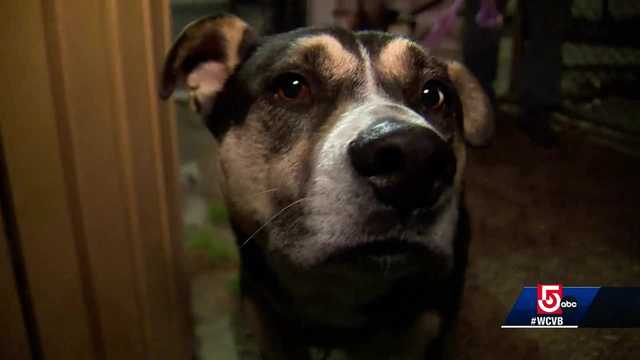 Dogs coming down with unusual respiratory illness in Massachusetts, other states - Vimarsana News