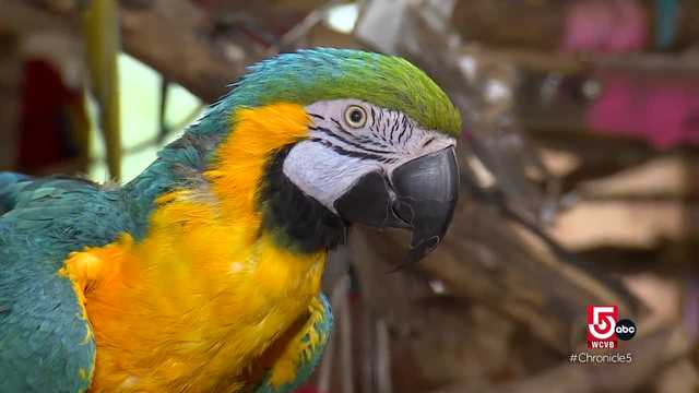 Labors of Love: A centuries old general store and a parrot sanctuary - Vimarsana News