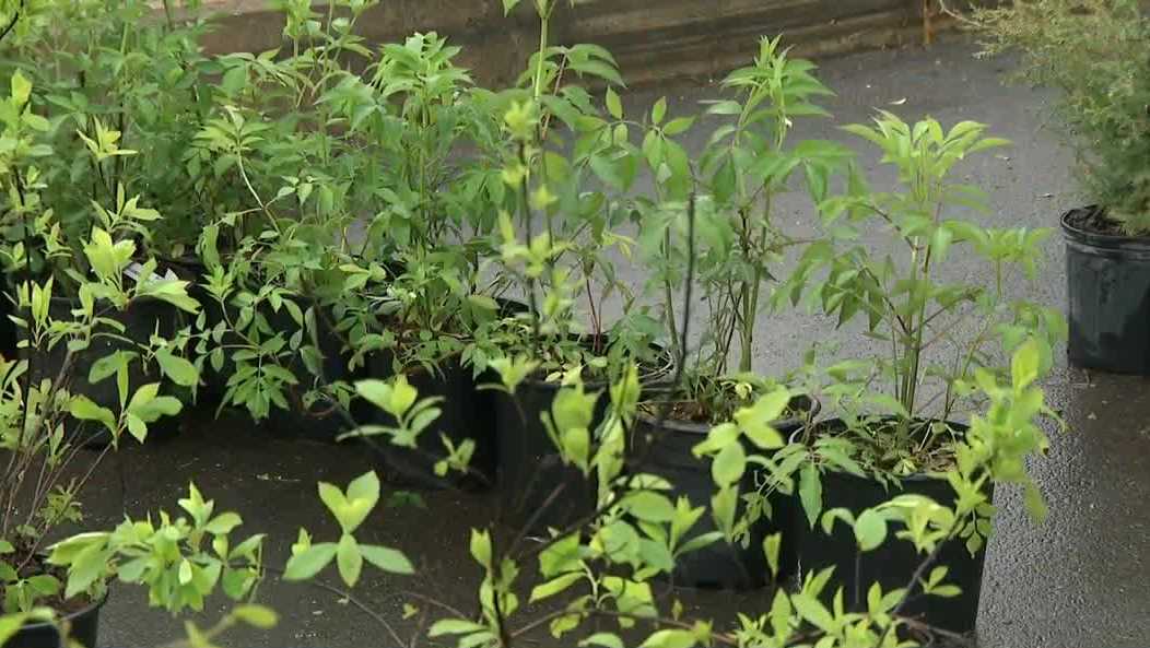 Eversource distributes hundreds of free trees to customers in Dover, Merrimack