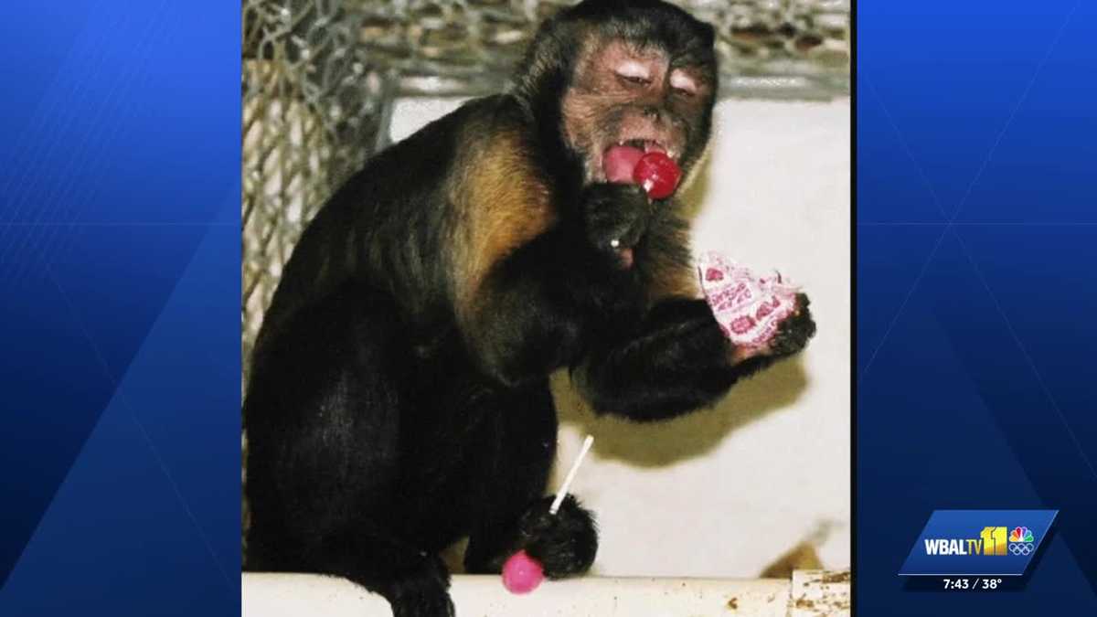 Every animal can find care at Frisky's Wildlife and Primate Sanctuary in Howard County